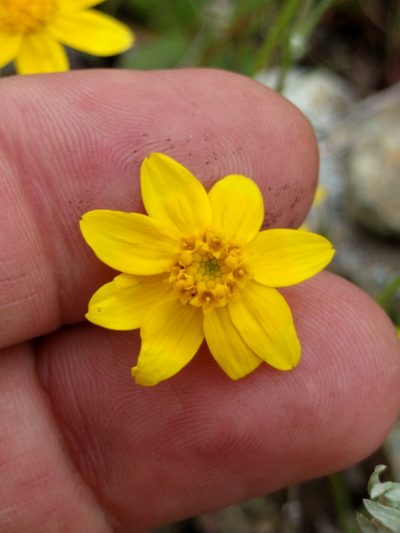 Pseudobahia heermannii, photographed by Ken-ichi Ueda