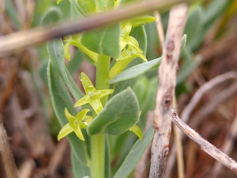Thymelaea sanamunda, photographed by Yves Bas