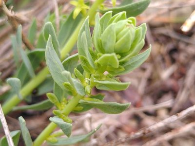 Thymelaea sanamunda, photographed by Yves Bas