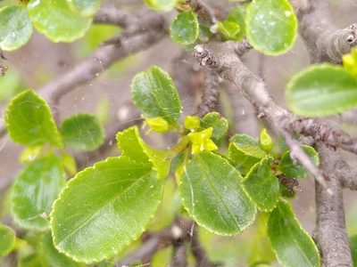 Rhamnus saxatilis, photographed by Yves Bas