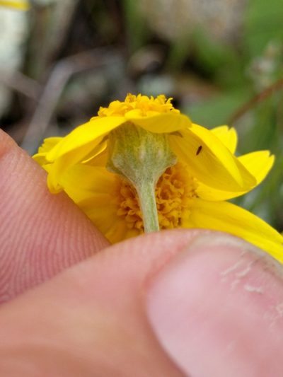 Pseudobahia heermannii, photographed by Ken-ichi Ueda