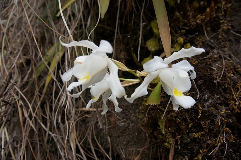 Coelogyne cristata, photographed by Stefano Menchetti