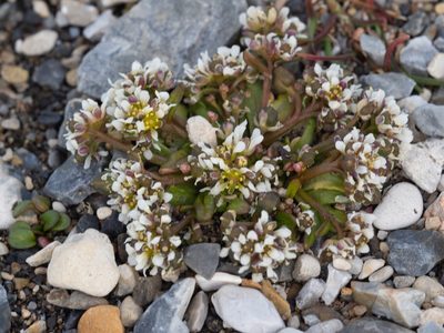 Cochlearia groenlandica, photographed by William Stephens