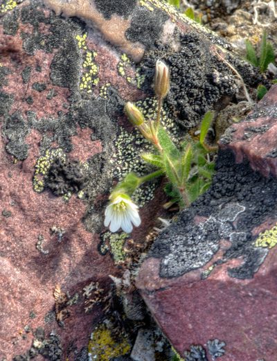 Cerastium arcticum, photographed by William Stephens