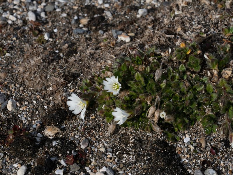 Cerastium arcticum, photographed by William Stephens