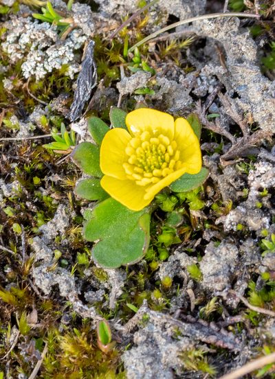 Ranunculus sulphureus, photographed by William Stephens