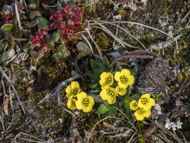 Draba oxycarpa, photographed by William Stephens
