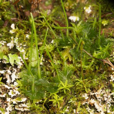 Anthoceros fusiformis, photographed by Ken-ichi Ueda