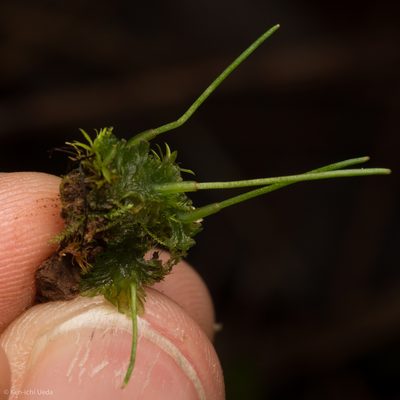 Anthoceros fusiformis, photographed by Ken-ichi Ueda