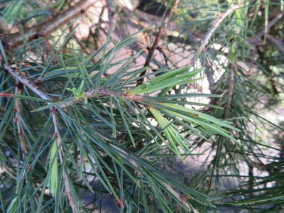 Cedrus deodara, photographed by Marco Mussita