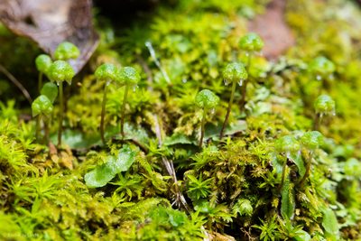 Asterella bolanderi, photographed by Ken-ichi Ueda