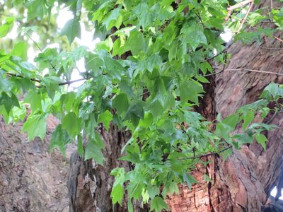 Acer buergerianum, photographed by Marco Mussita
