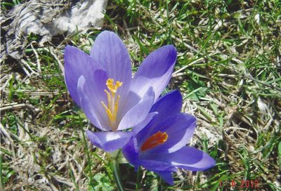Crocus neapolitanus, photographed by Emanuele Santarelli