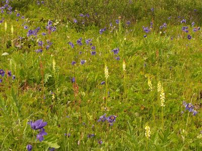 Pedicularis incarnata, photographed by Dmitriy Bochkov