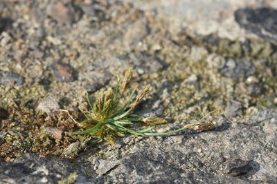 Fimbristylis autumnalis, photographed by Étienne Léveillé-Bourret