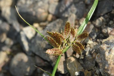 Cyperus diandrus, photographed by Étienne Léveillé-Bourret