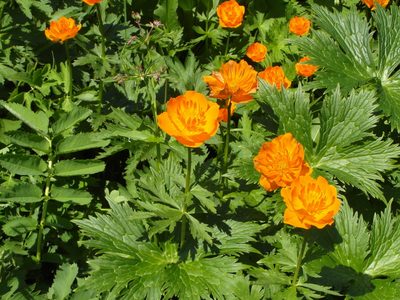 Trollius chinensis, photographed by Dmitriy Bochkov