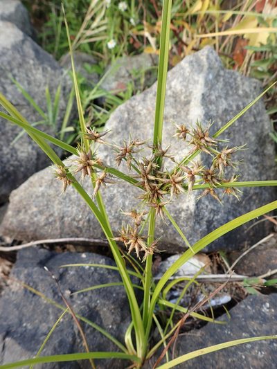 Cyperus dentatus, photographed by Étienne Léveillé-Bourret