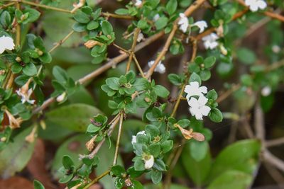 Serissa japonica, photographed by Cheng-Tao Lin