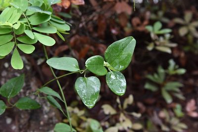 Clematis chinensis, photographed by Cheng-Tao Lin