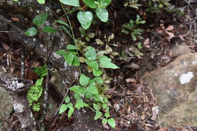 Clematis chinensis, photographed by Cheng-Tao Lin