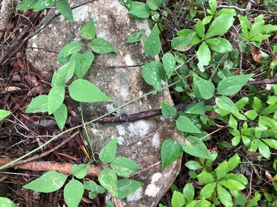 Clematis chinensis, photographed by Cheng-Tao Lin