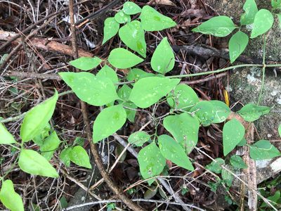 Clematis chinensis, photographed by Cheng-Tao Lin