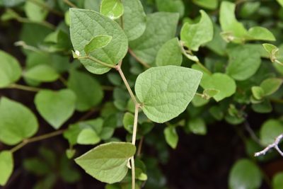 Pertya pubescens, photographed by Cheng-Tao Lin