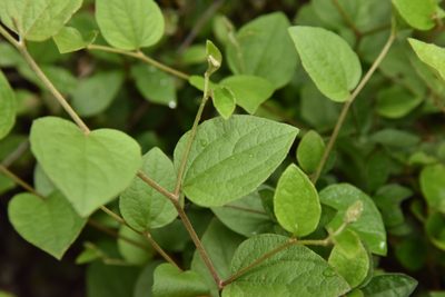 Pertya pubescens, photographed by Cheng-Tao Lin