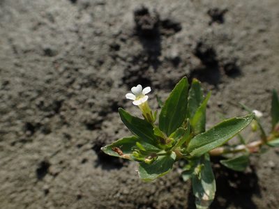 Gratiola neglecta, photographed by Étienne Léveillé-Bourret