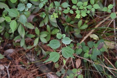 Celtis biondii, photographed by Cheng-Tao Lin