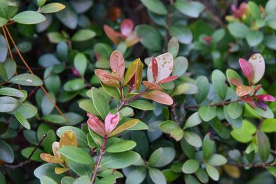 Syzygium buxifolium, photographed by Cheng-Tao Lin