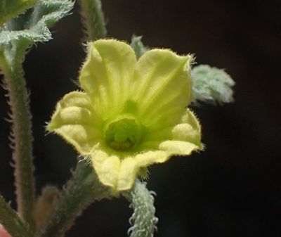 Cucumis sagittatus, photographed by Nicola van Berkel