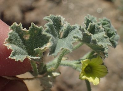 Cucumis sagittatus, photographed by Nicola van Berkel
