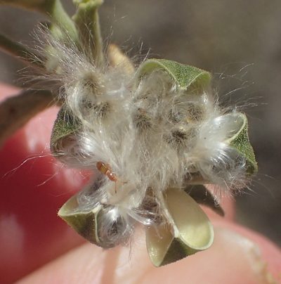 Hermannia minutiflora, photographed by Nicola van Berkel