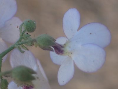 Jamesbrittenia ramosissima, photographed by Nicola van Berkel