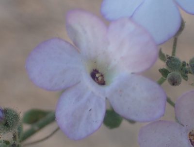 Jamesbrittenia ramosissima, photographed by Nicola van Berkel
