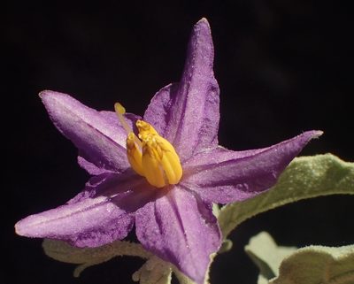 Solanum burchellii, photographed by Nicola van Berkel
