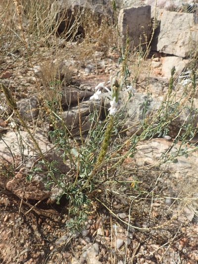 Chascanum garipense, photographed by Nicola van Berkel