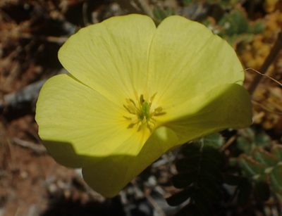 Tribulus cristatus, photographed by Nicola van Berkel