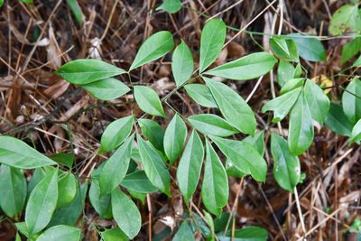 Archidendron lucidum, photographed by Cheng-Tao Lin