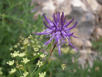 Phyteuma scheuchzeri, photographed by dariapi