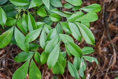 Archidendron lucidum, photographed by Cheng-Tao Lin