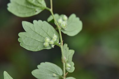 Celtis biondii, photographed by Cheng-Tao Lin