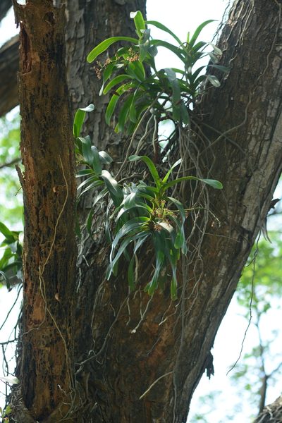 Aerides odorata, photographed by S.MORE