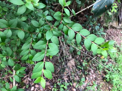Linnaea chinensis, photographed by Cheng-Tao Lin
