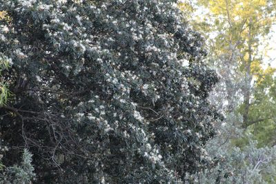 Inga uraguensis, photographed by demianlescano