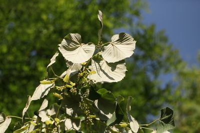 Tilia tomentosa, photographed by Gianmaria Bonari