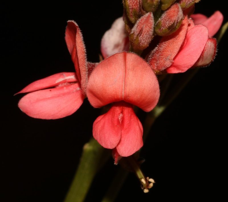 Indigofera triquetra, photographed by Brian du Preez