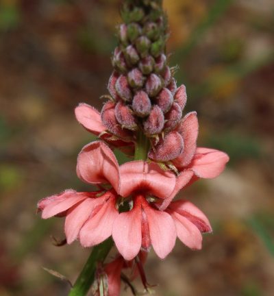 Indigofera triquetra, photographed by Brian du Preez